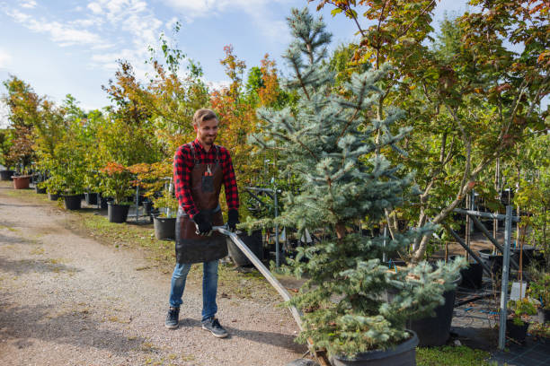 How Our Tree Care Process Works  in Rockwood, MI